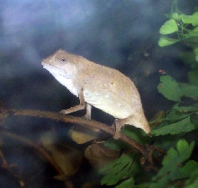 Pigmy Chameleon