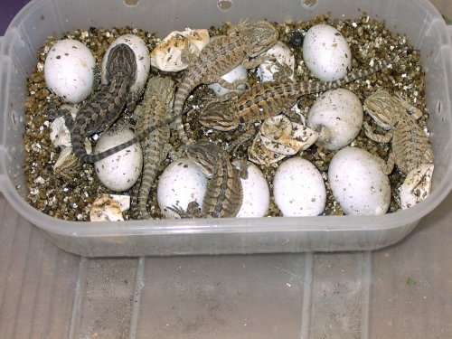 Second clutch
