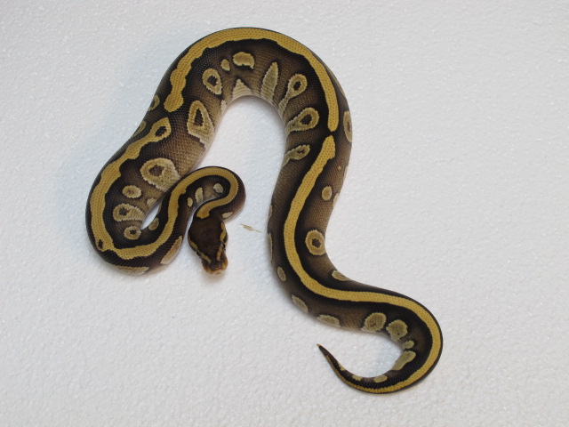 Mojave Specter Male 294g
