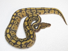 Ghost Specter Male 295g