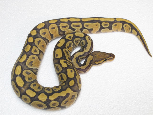 Ghost Specter Male 295g