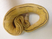 PGSS Male