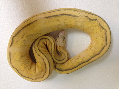 PGSS Male