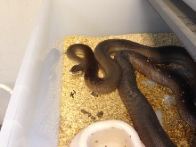 Olive Python