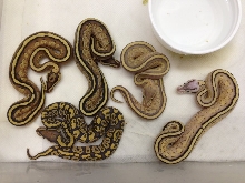 Pastel Super Specter Het Ghost 2014