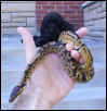 bp   poodle