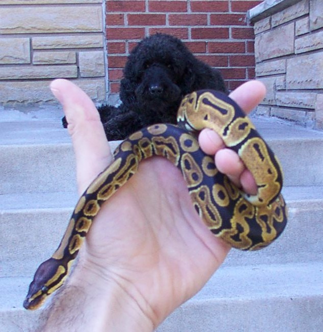 bp   poodle