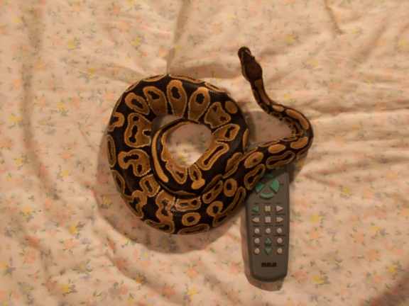 bp