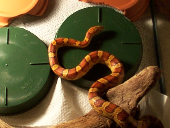 animal