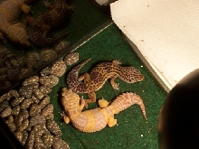 animal