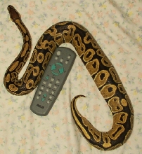 bp