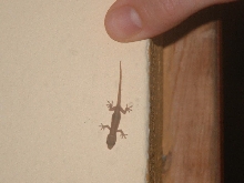unknown gecko