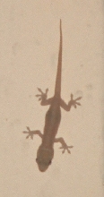unknown gecko