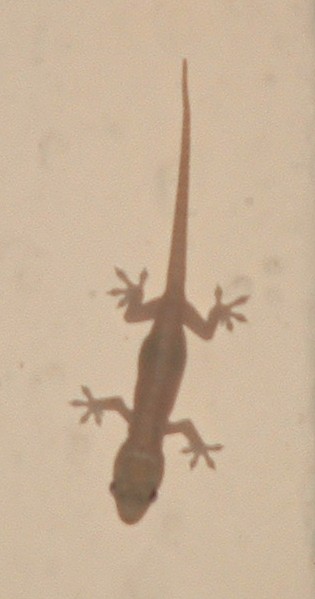 unknown gecko