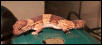fat tail