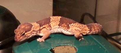 fat tail