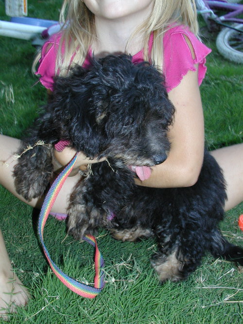 Puppy