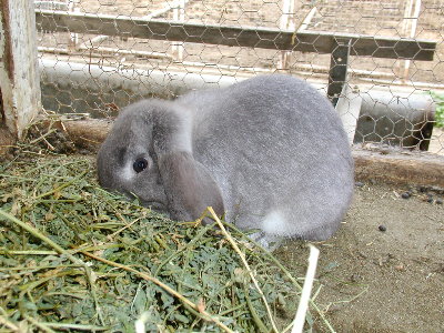 Fuzz Butt