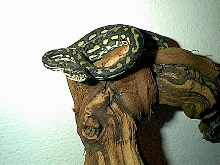 Young Male Coastal Carpet