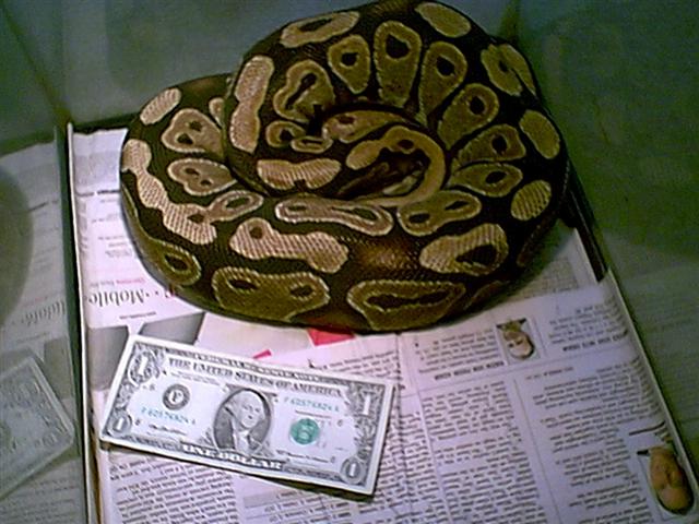 Huge Female Ball