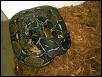 Dark Female Redtail