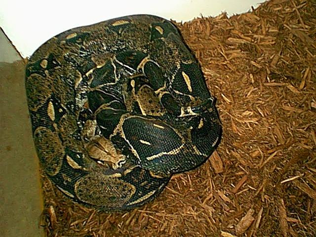 Dark Female Redtail