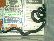 Female Black Mexican Kingsnake pic 3