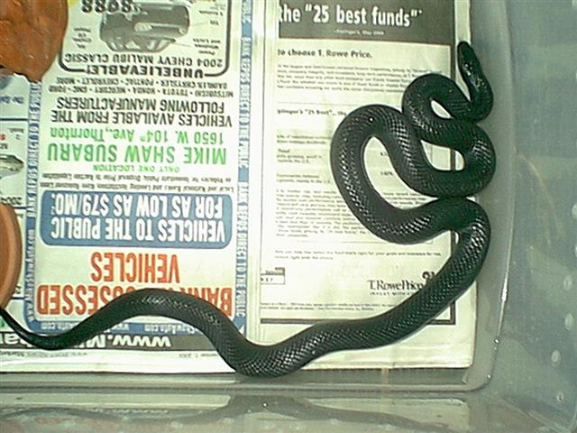 Female Black Mexican Kingsnake pic 3