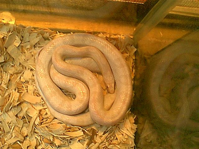 Female Snow Corn Pic 2