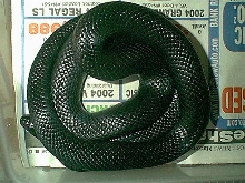 Female Black Mexican Kingsnake pic 2