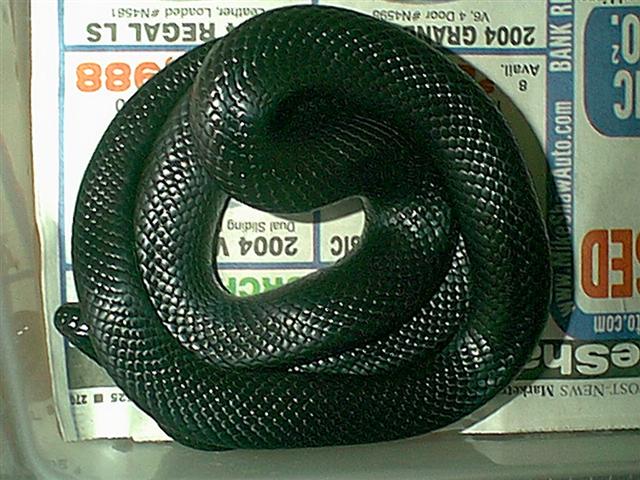 Female Black Mexican Kingsnake pic 2