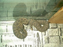 1.0 Crotalus viridis