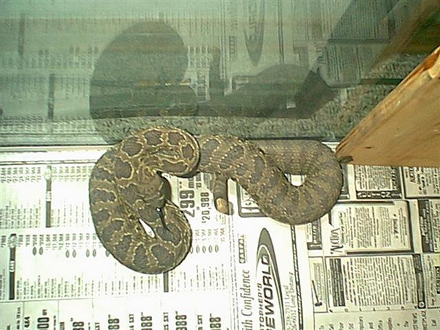 1.0 Crotalus viridis