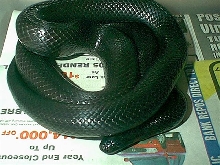 Female Black Mexican Kingsnake pic 1