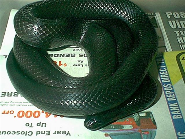 Female Black Mexican Kingsnake pic 1