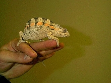Female Diago Saurez Panther Chameleon