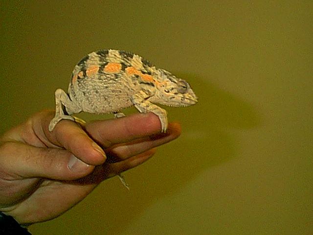 Female Diago Saurez Panther Chameleon