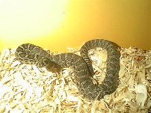 Baby Crotalus viridis