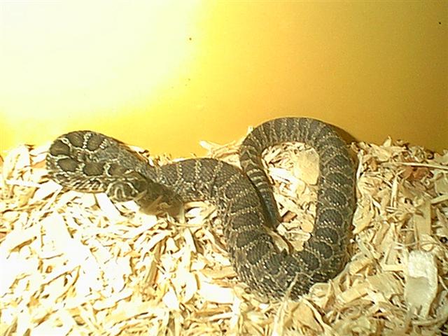 Baby Crotalus viridis