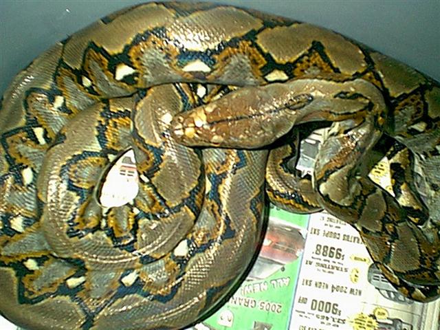 Retic changing colors 2