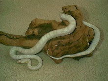 Female Snow Corn Pic 1