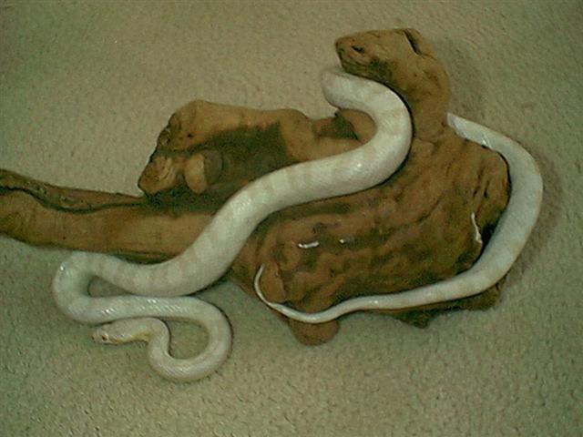 Female Snow Corn Pic 1