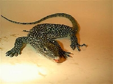 Mangrove Monitor
