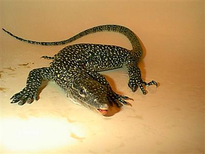 Mangrove Monitor