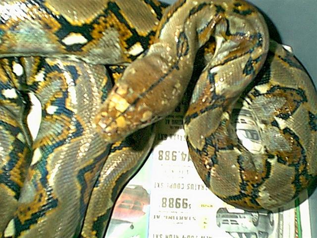 Retic changing colors