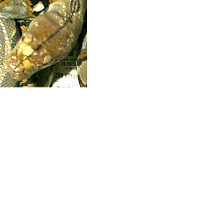 Retic changing colors 1