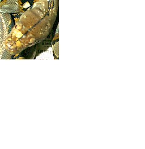 Retic changing colors 1