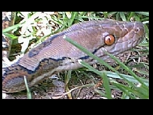 Male Retic 100% Het for Albino
