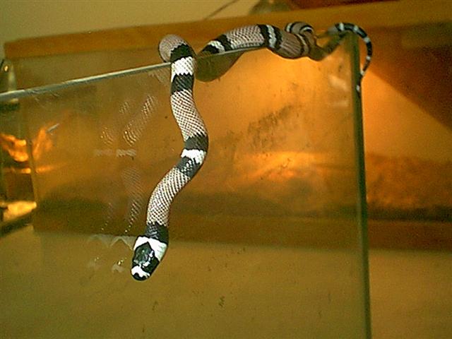New Baby Anery Honduran
