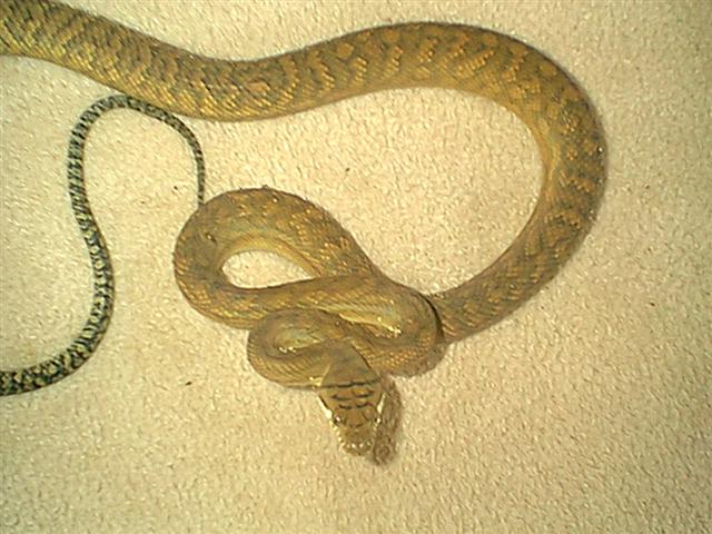 Female Merauke Southern Scrub